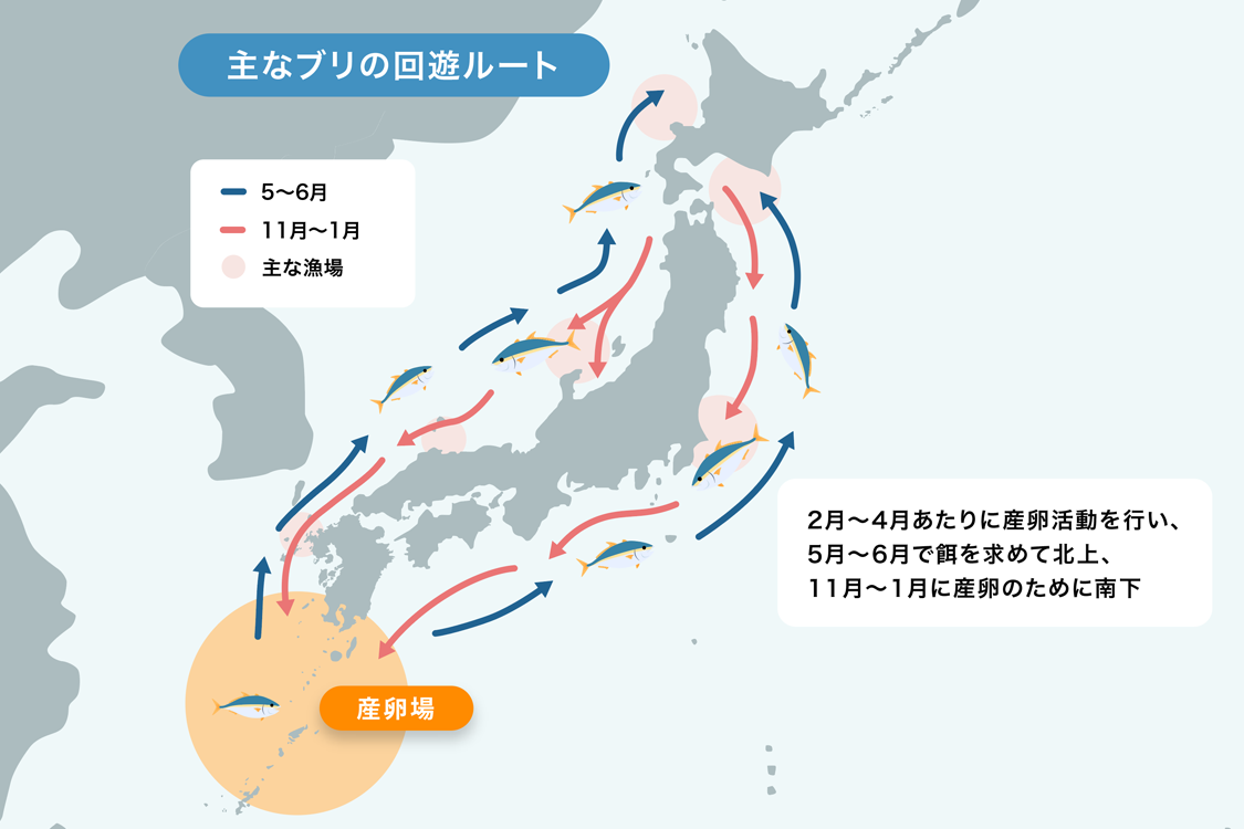 ブリ回遊ルート