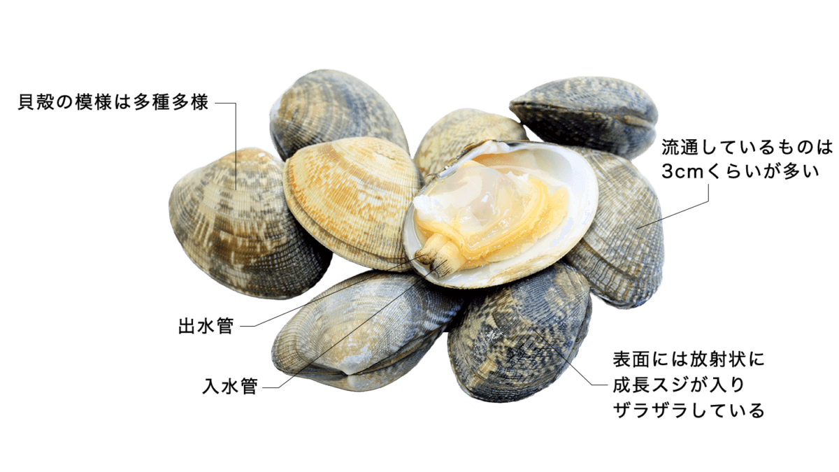アサリ 【浅蜊】の特徴・生態、食べ方や旬、料理を徹底解説！| とともん