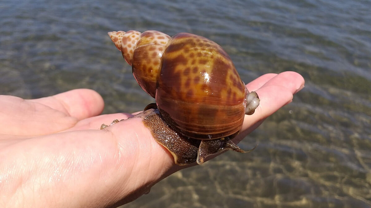 手のひらで動くかわいいバイガイ