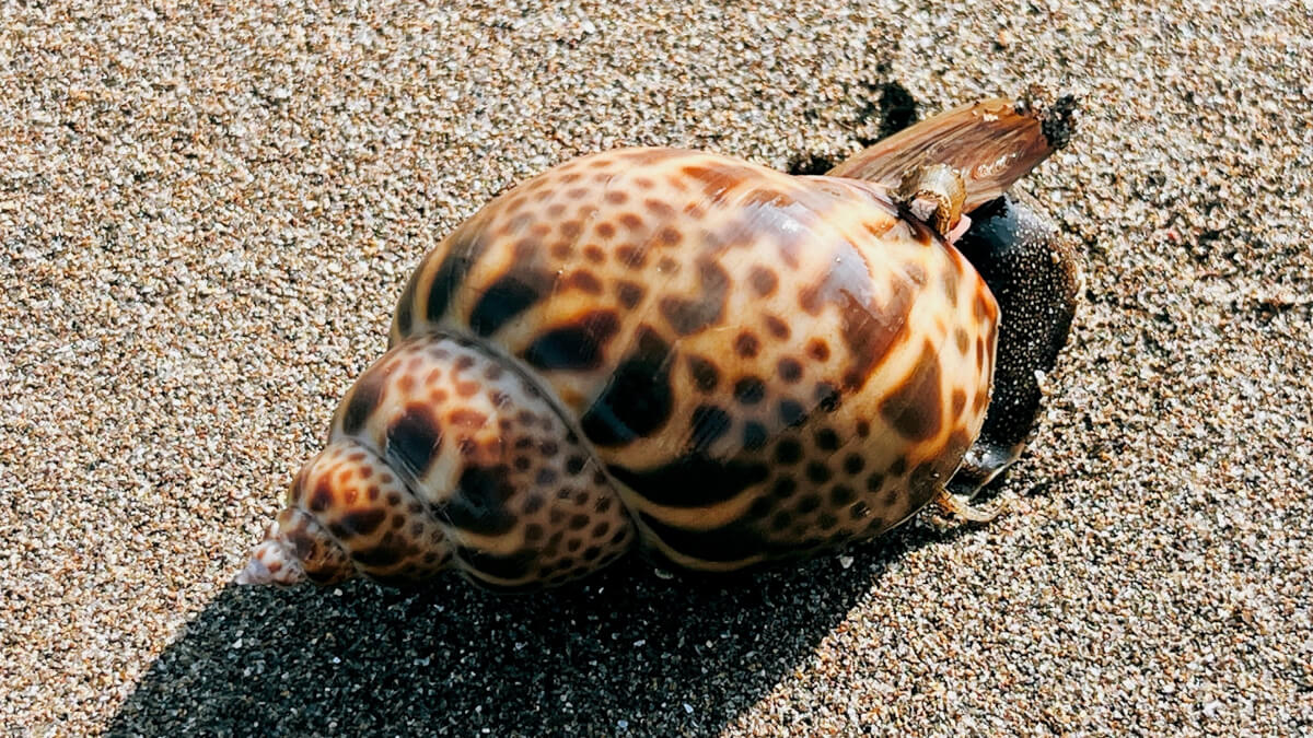 砂浜でうごめくバイガイ