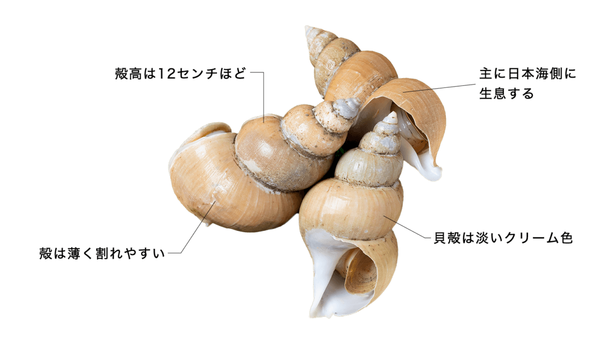 エッチュウバイ （白バイ貝）の特徴・生態、食べ方や旬、料理を徹底