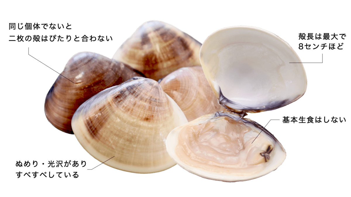 ハマグリ 【蛤】の特徴・生態、食べ方や旬、料理を徹底解説！| とともん