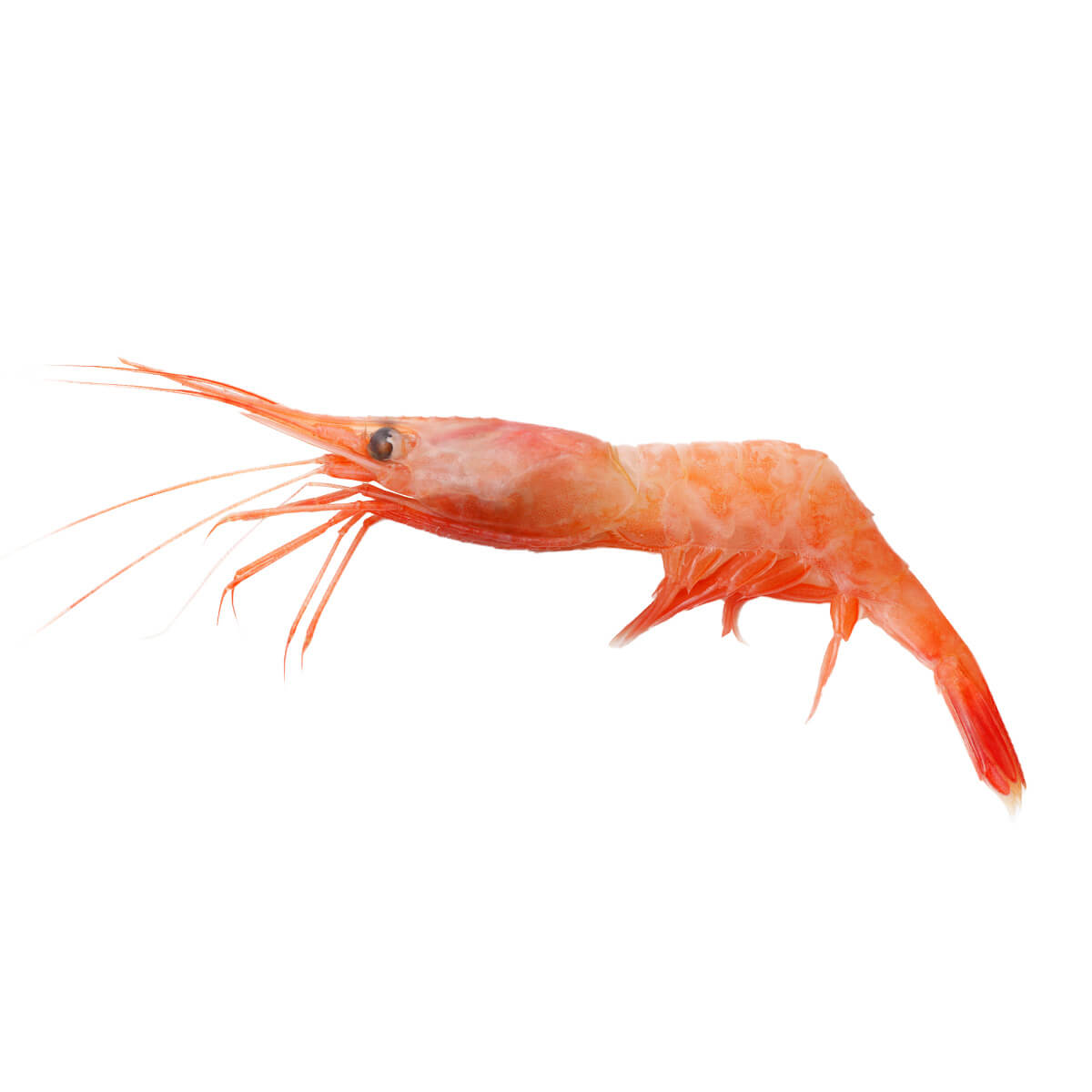 ホッコクアカエビ(アマエビ) の特徴・生態、食べ方や旬、料理を徹底解説！| とともん