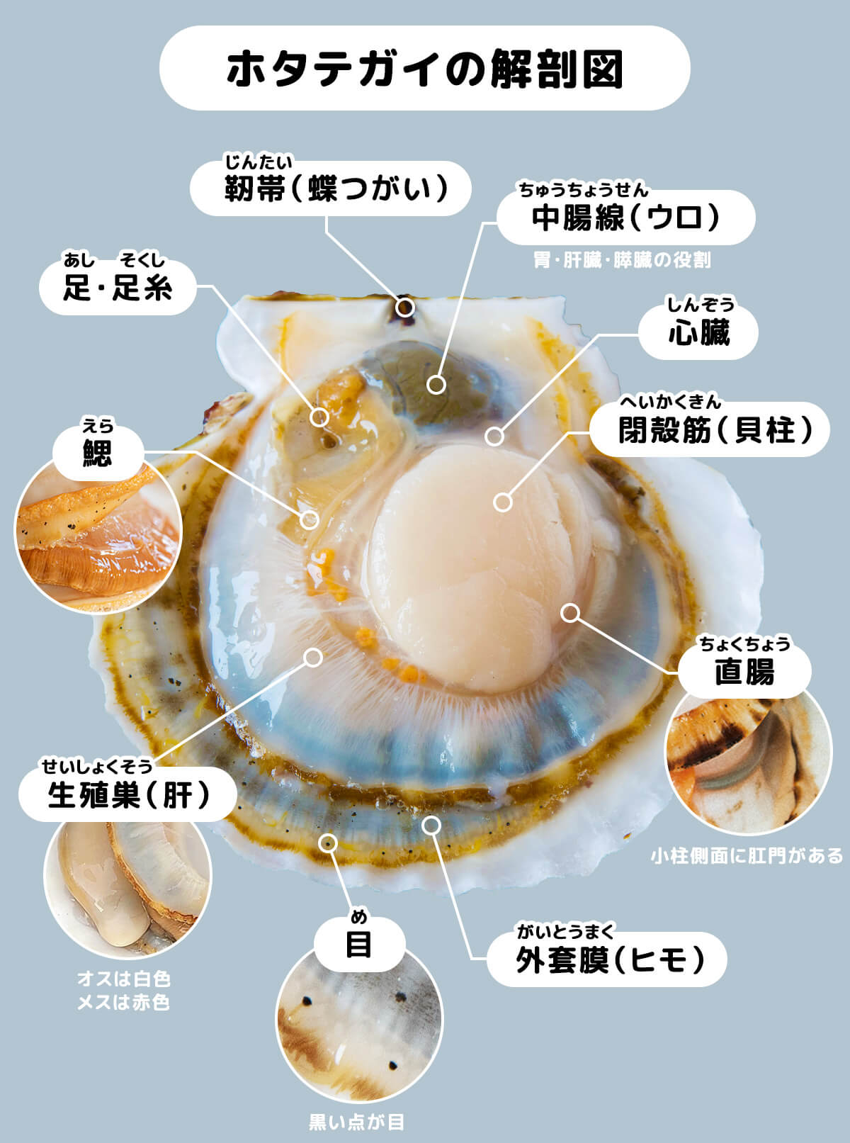 ホタテガイの解剖図