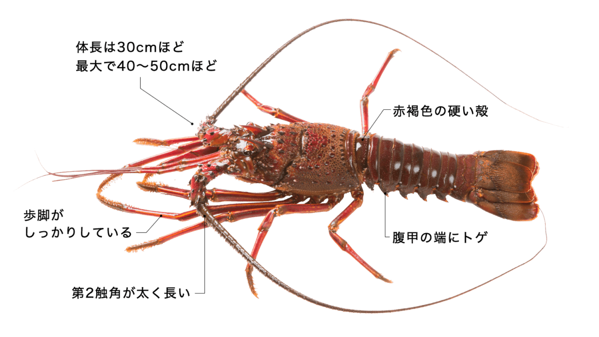 小柄　伊勢海老図 小柄 伊勢海老図 小柄 伊勢海老図