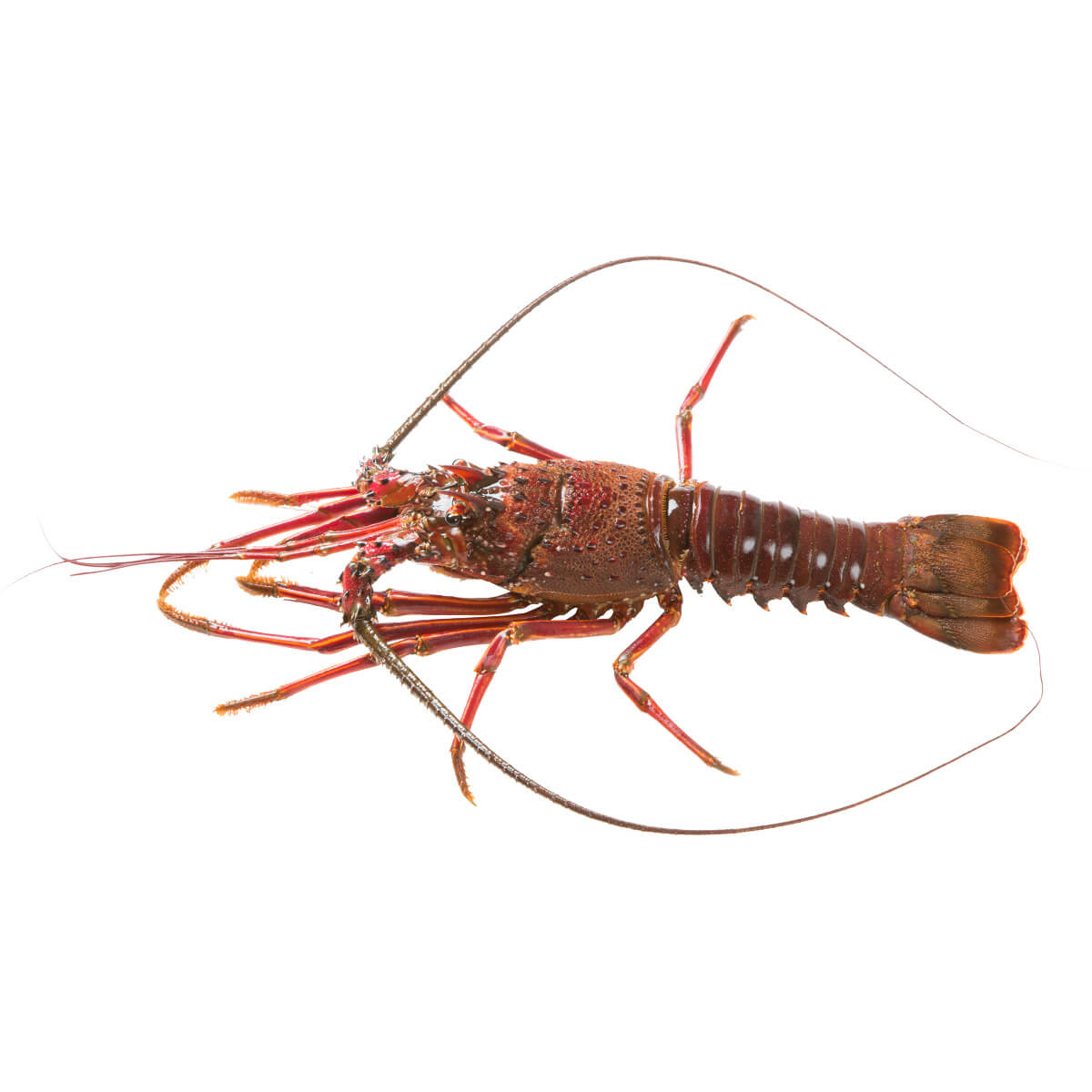 伊勢海老 伊勢海老（1尾350gから400g） | 活魚問屋 丸保商店（まるやす