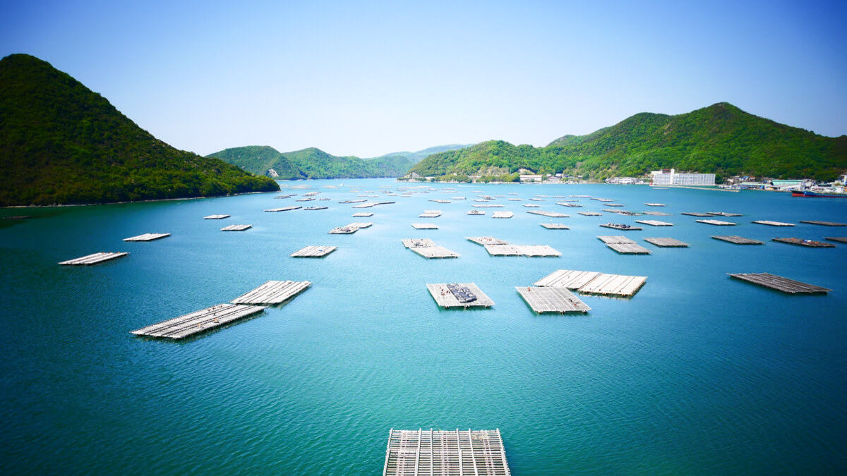 マガキの養殖風景