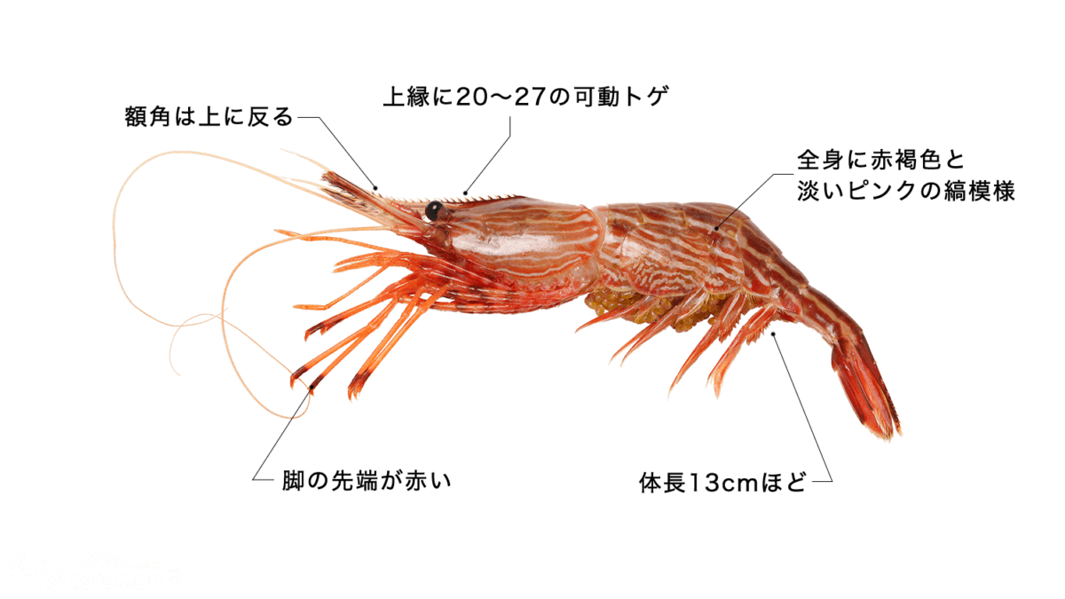 モロトゲアカエビ (シマエビ)の特徴・生態、食べ方や旬、料理を徹底