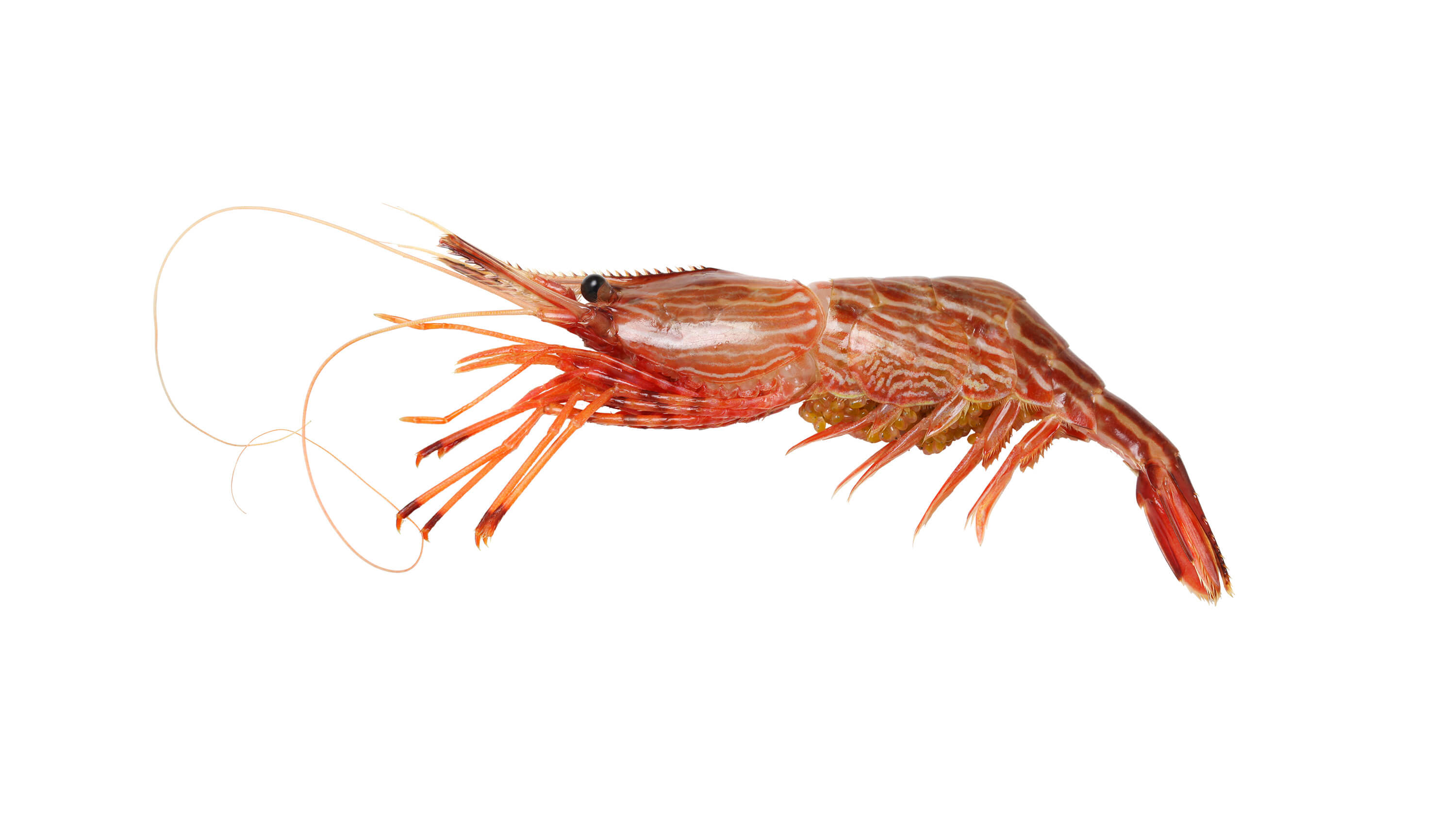 モロトゲアカエビ (シマエビ)の特徴・生態、食べ方や旬、料理を徹底解説！| とともん