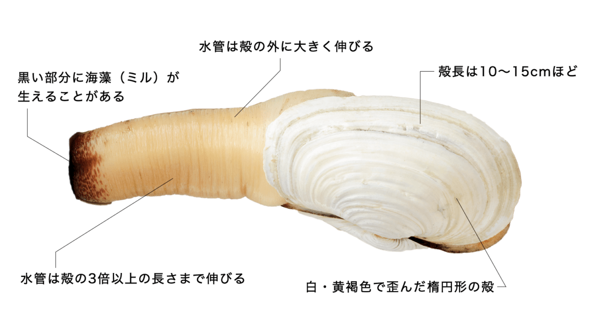 ナミガイ（シロミルガイ）の特徴・生態、食べ方や旬、料理を徹底解説 