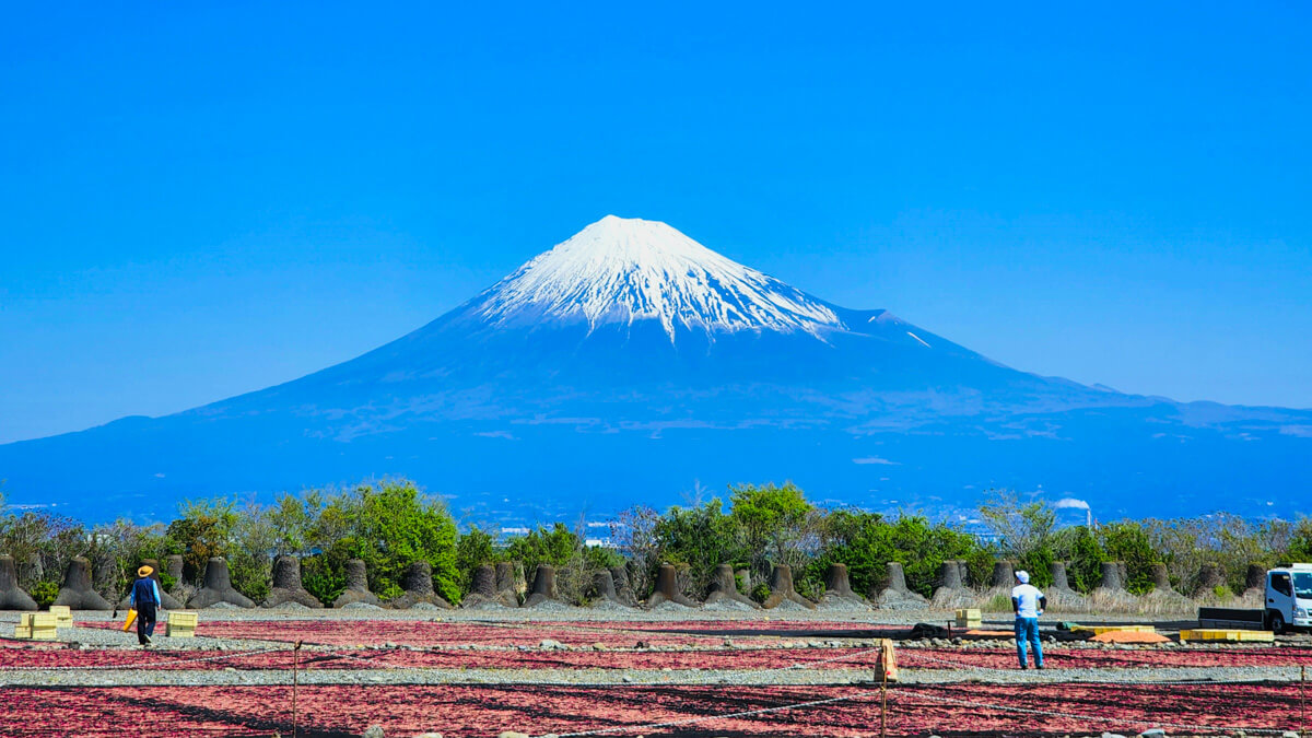 桜えびの天日干し