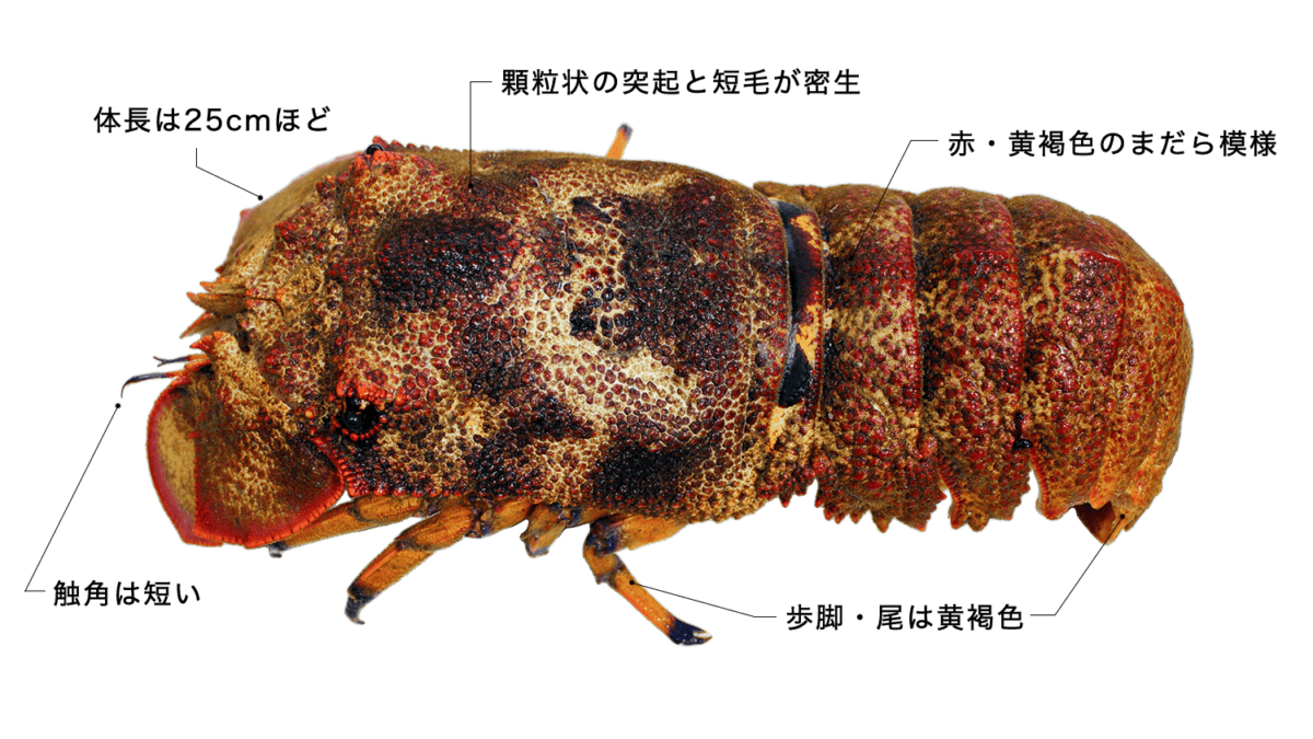 セミエビ 【蝉海老】の特徴・生態、食べ方や旬、料理を徹底解説！| と