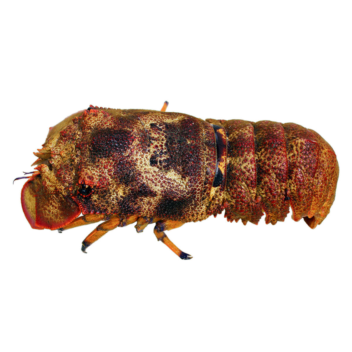 セミエビ 【蝉海老】の特徴・生態、食べ方や旬、料理を徹底解説！| と