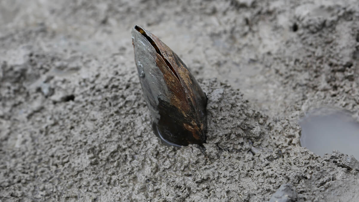 砂泥地に突き刺さるように生息しているタイラギ