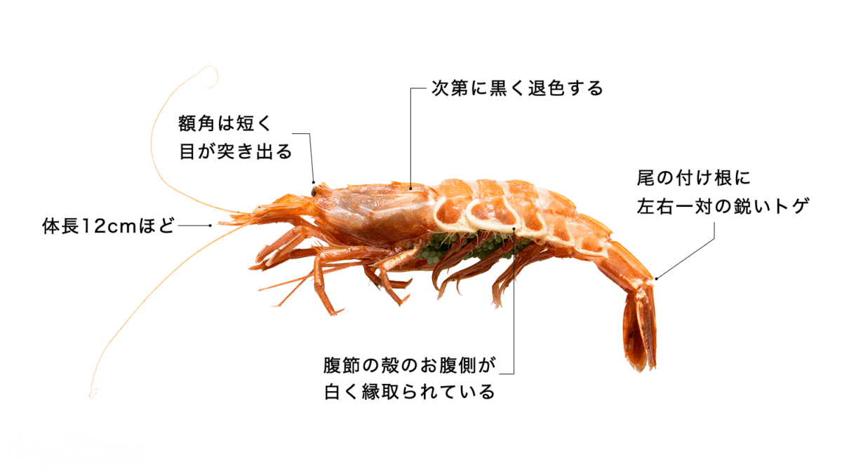 トゲザコエビの特徴・生態、食べ方や旬、料理を徹底解説！| とともん