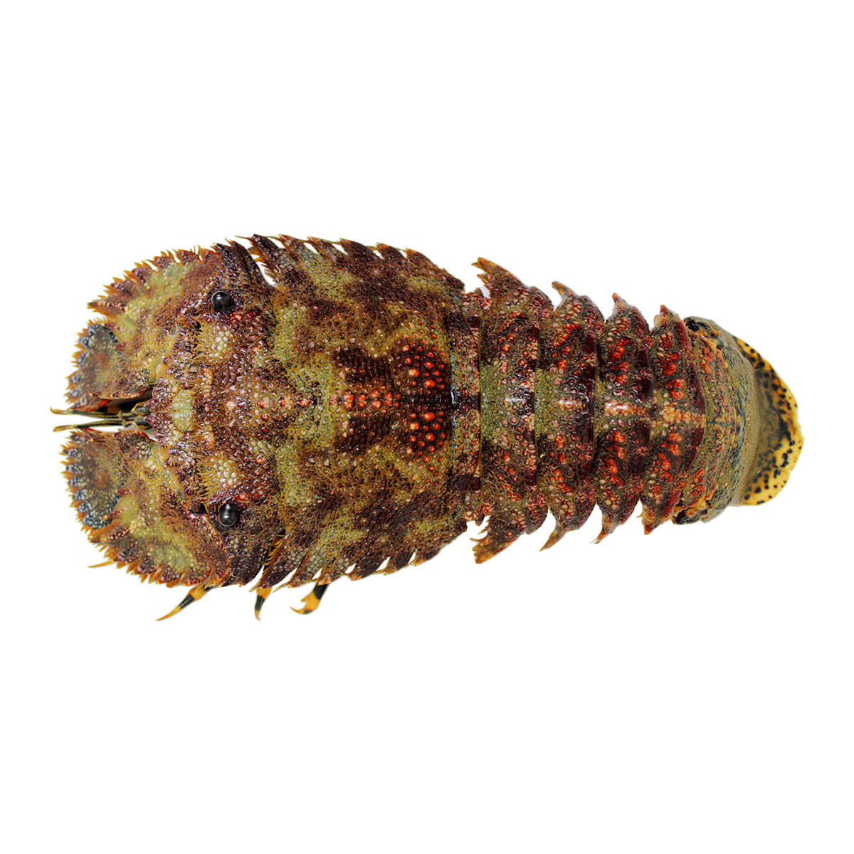 ゾウリエビ 【草履海老】の特徴・生態、食べ方や旬、料理を徹底解説