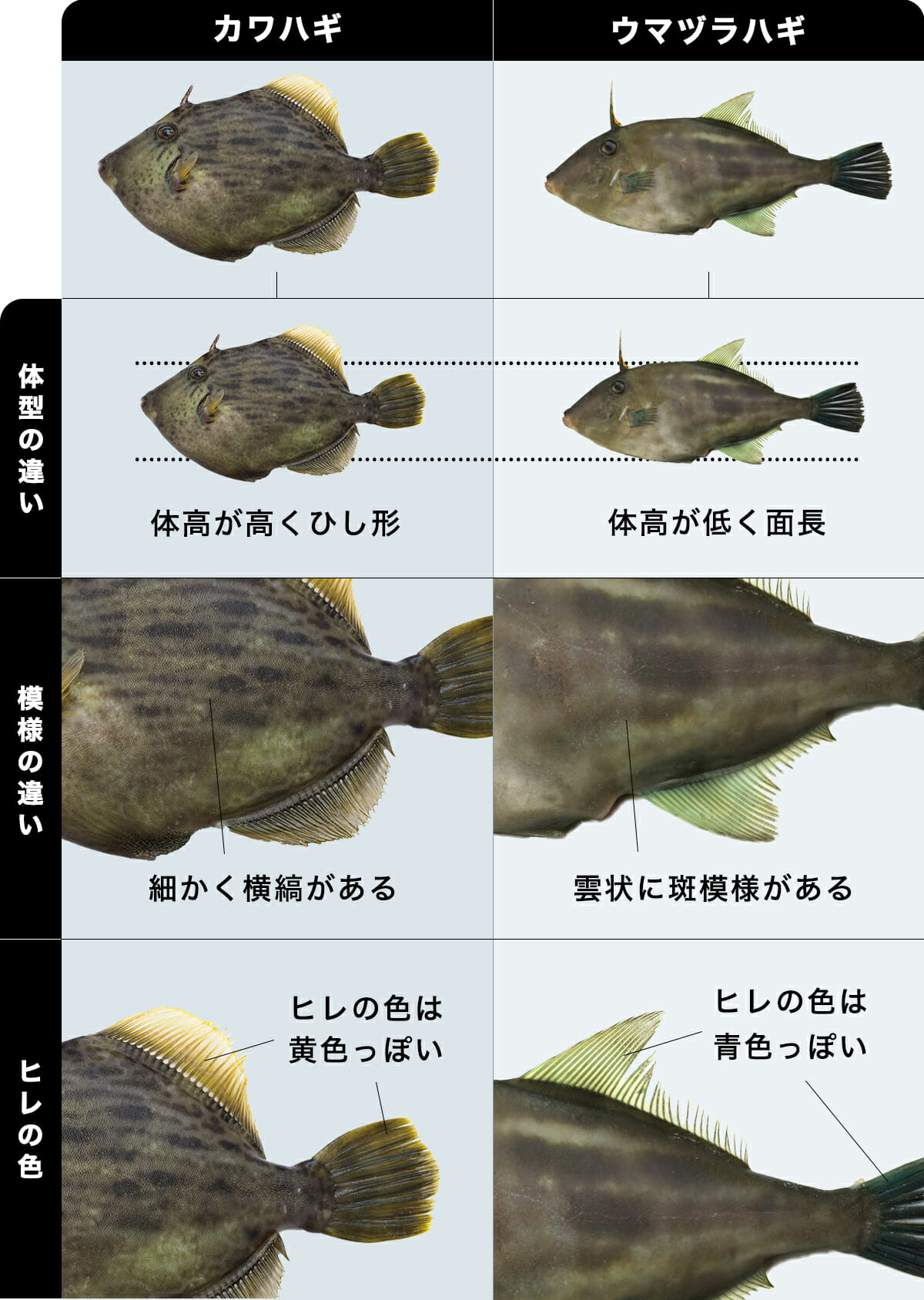 カワハギとウマヅラハギの違い