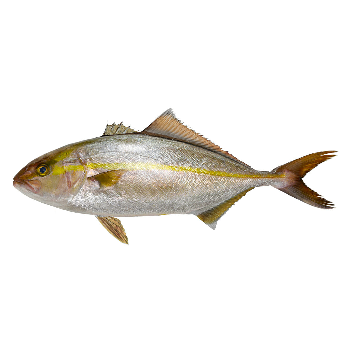 カンパチ【間八】の特徴・生態、食べ方や旬を徹底解説！ | とともん