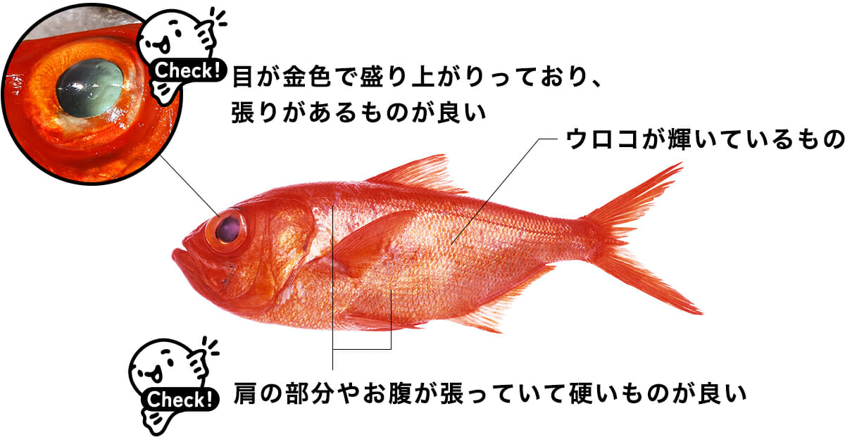 キンメダイの目利きポイのt