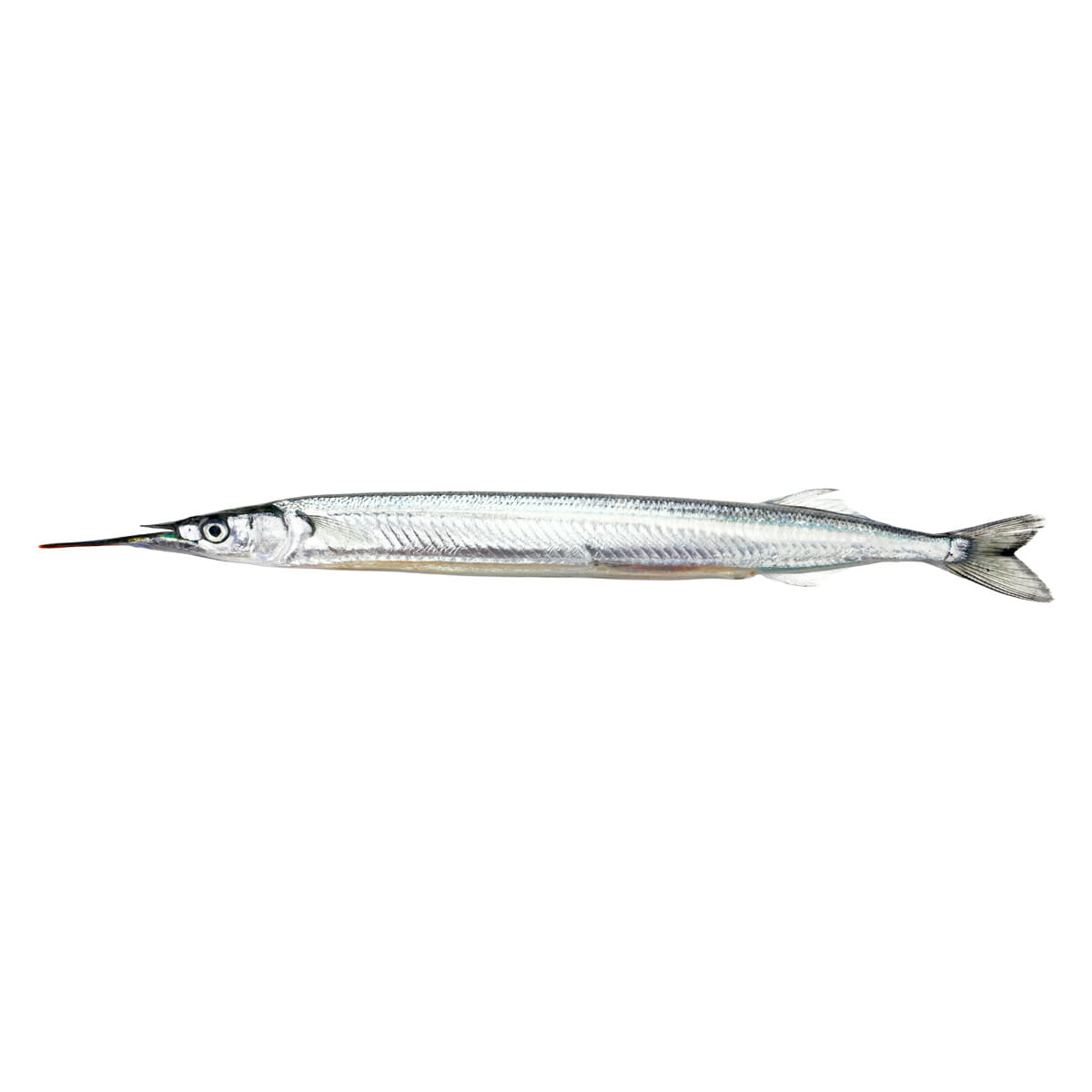 サヨリ【針魚/細魚】の特徴・生態、食べ方や旬を徹底解説！ | とともん