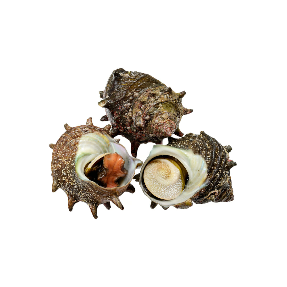 サザエ 【栄螺】の特徴・生態、食べ方や旬、料理を徹底解説！| とともん