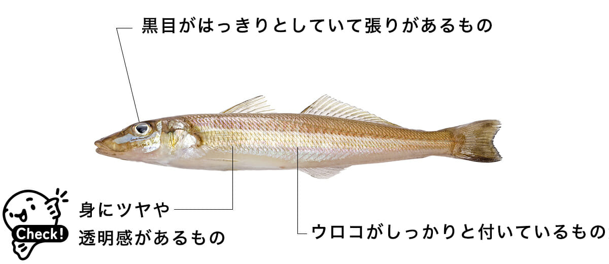 シロギスの目利きポイント