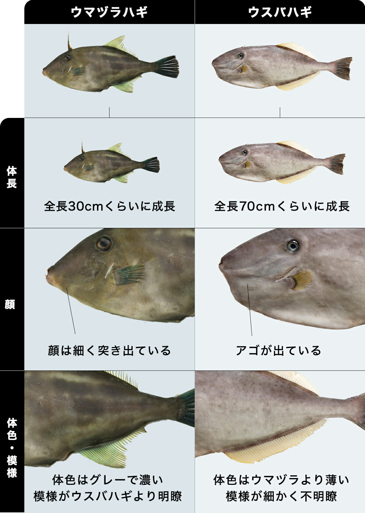 ウマヅラハギとウスバハギの違い