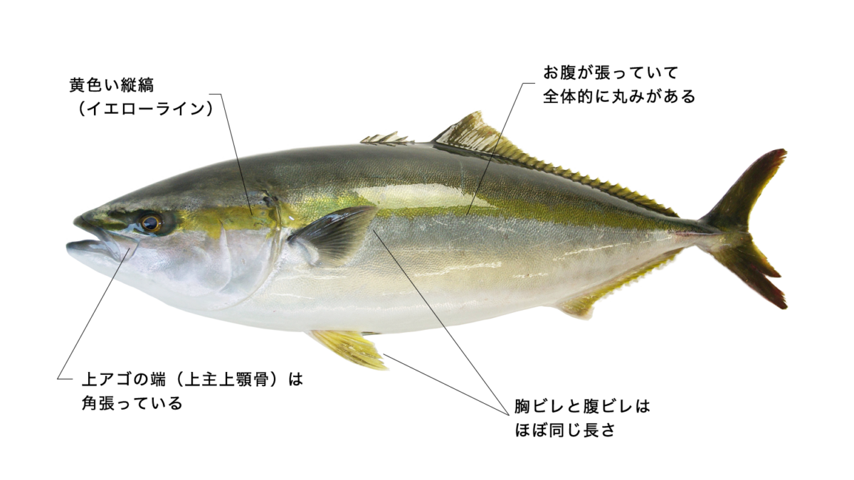 ブリ【鰤】旬は寒ブリと言われる冬！代表的な出世魚 | とともん 