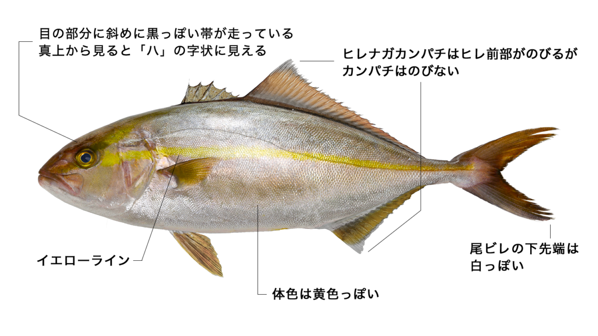 カンパチ【間八】の特徴・生態、食べ方や旬を徹底解説！ | とともん