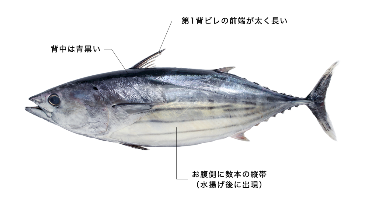 カツオ 【鰹】の特徴・生態、食べ方や旬、料理を徹底解説！ | とともん