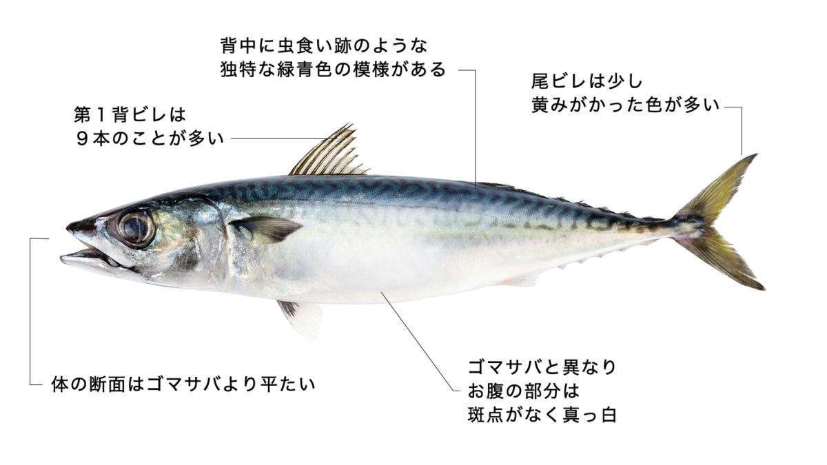 マサバ【真鯖】の特徴・生態、食べ方や旬を徹底解説！ | とと