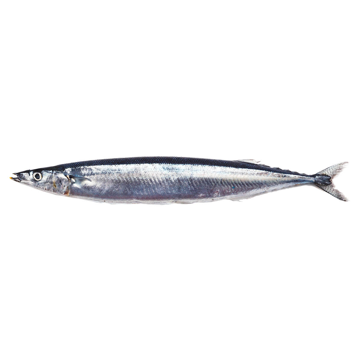 sanma_thumbnail_square.jpg