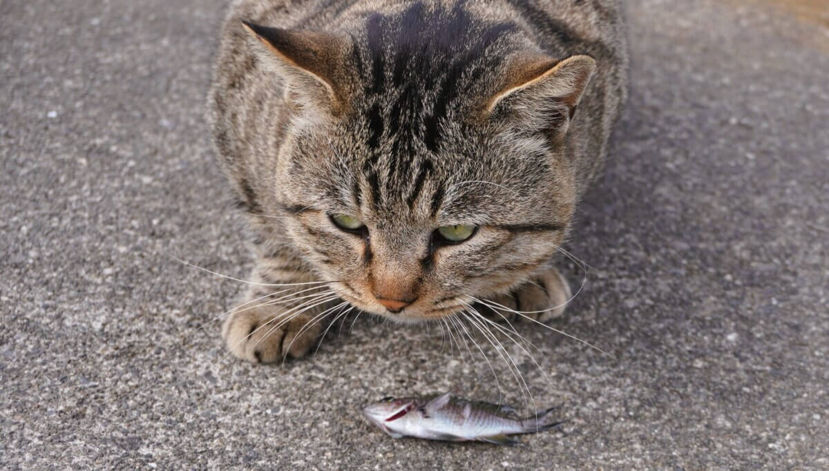 猫と小魚