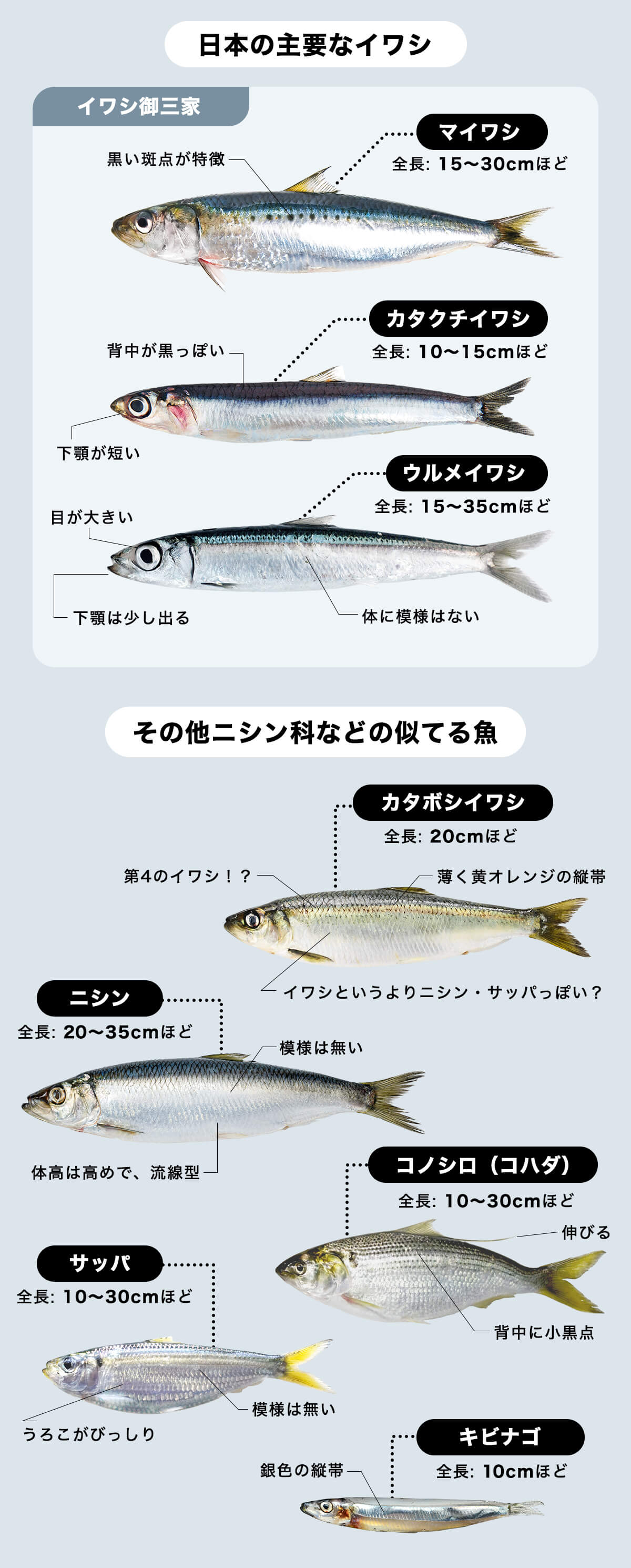 日本のイワシ、似ている魚の比較図