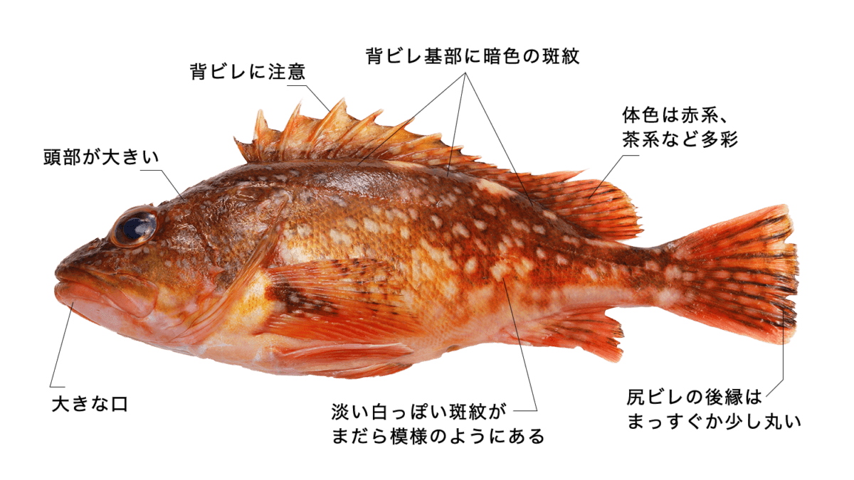 カサゴ 【笠子】の特徴・生態、食べ方や旬、料理を徹底解説！ | とともん