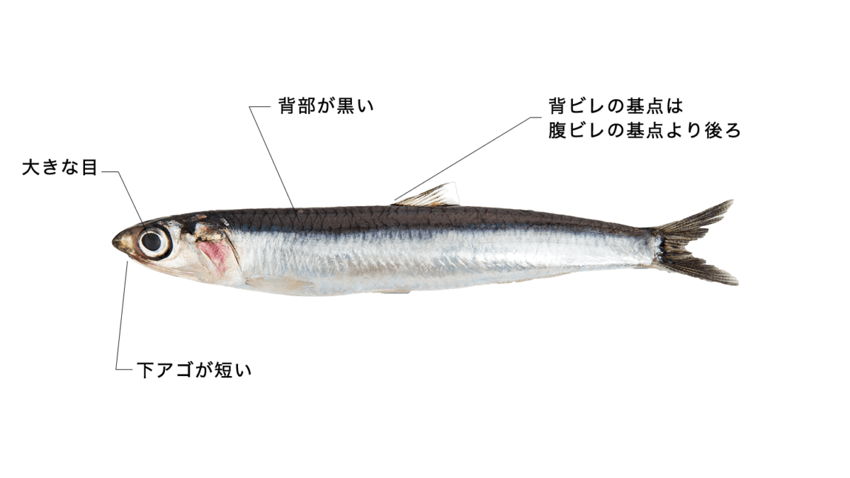 カタクチイワシ 【片口鰯】の特徴・生態、食べ方や旬、料理を徹底解説