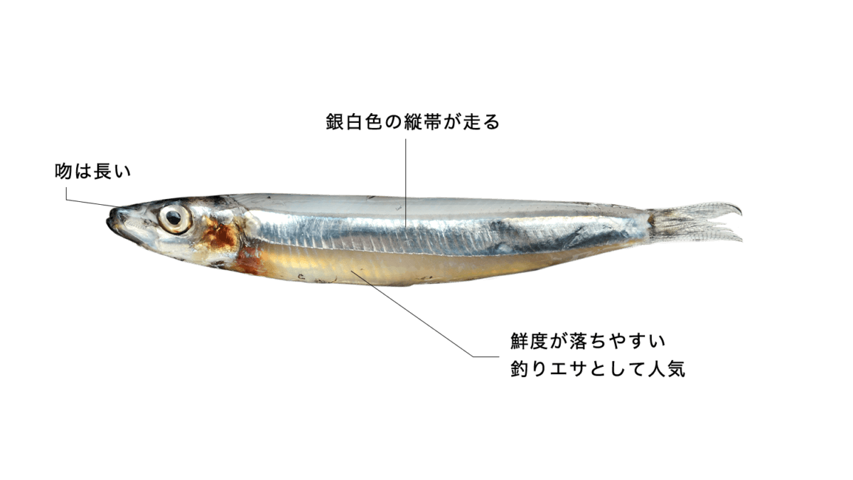 キビナゴ 【黍魚子】の特徴・生態、食べ方や旬、料理を徹底解説！ | と 