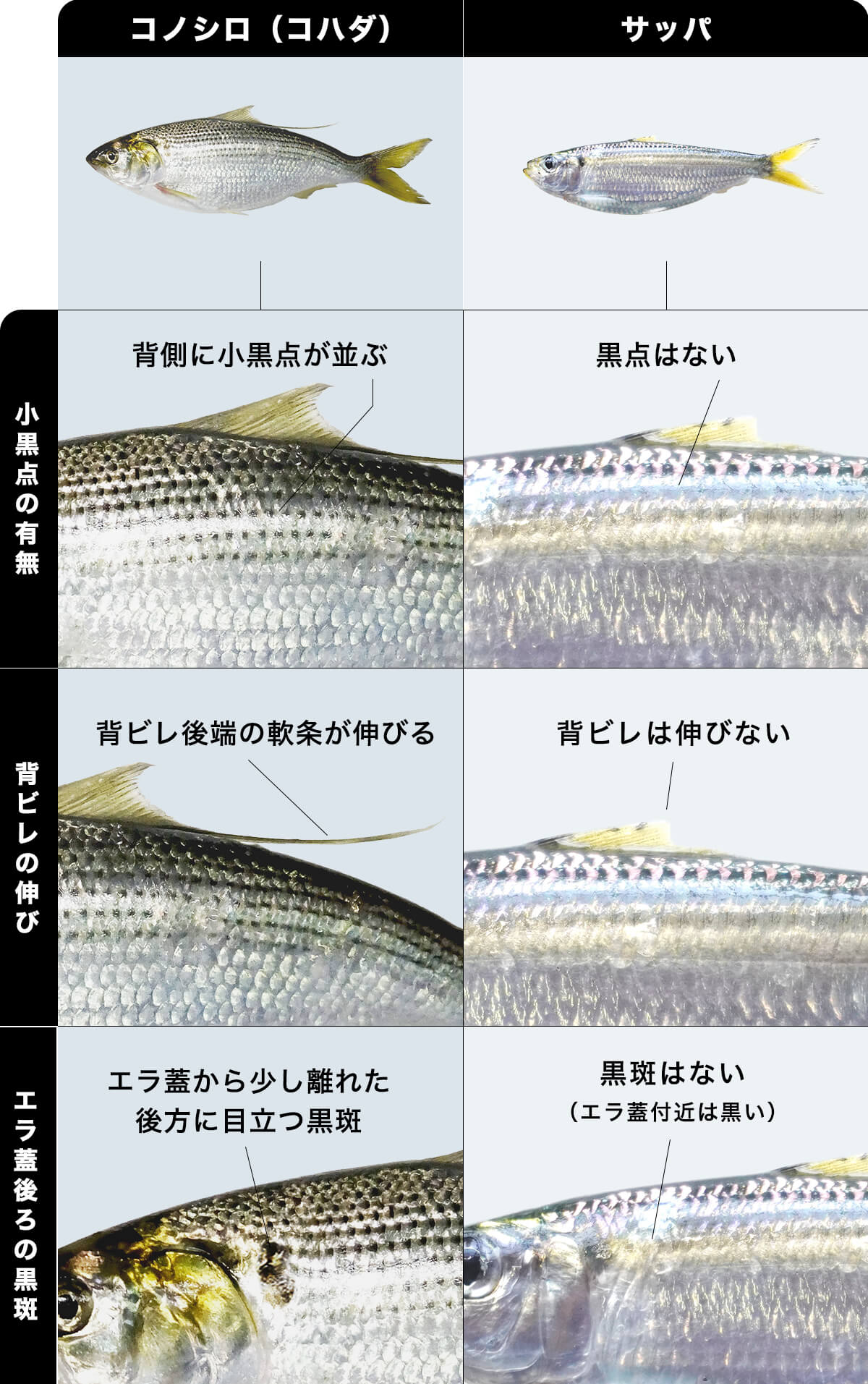 コノシロ（コハダ）とサッパの見分け方・比較