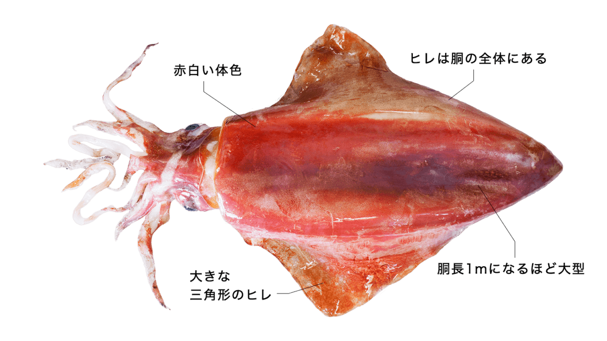 ソデイカ (アカイカ・タルイカ)の特徴・生態、食べ方や旬、料理を徹底