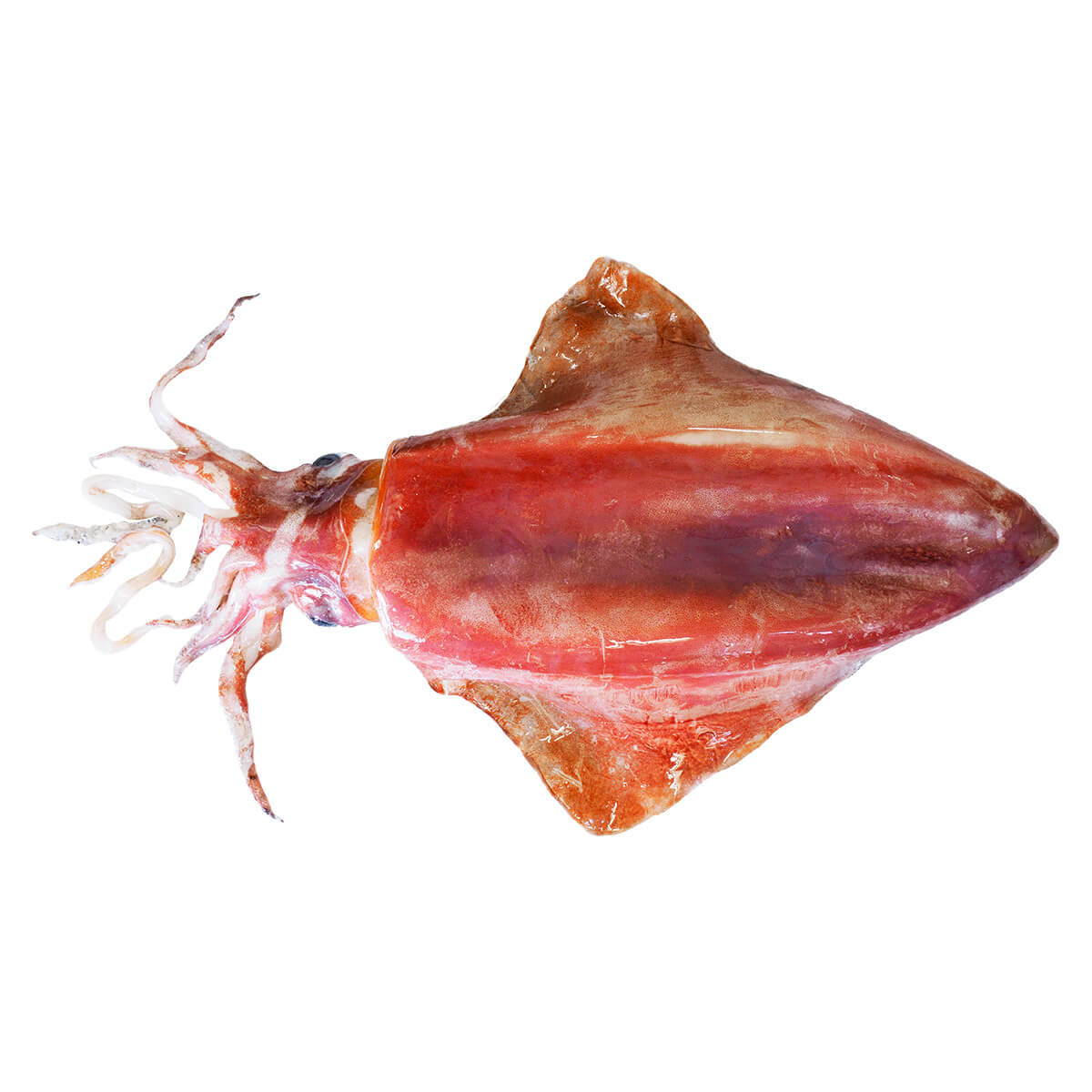 ソデイカ (アカイカ・タルイカ)の特徴・生態、食べ方や旬、料理を徹底