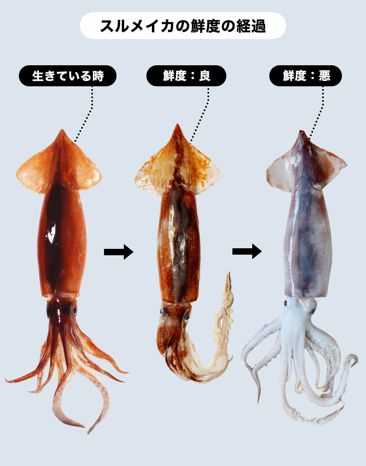 スルメイカの鮮度経過