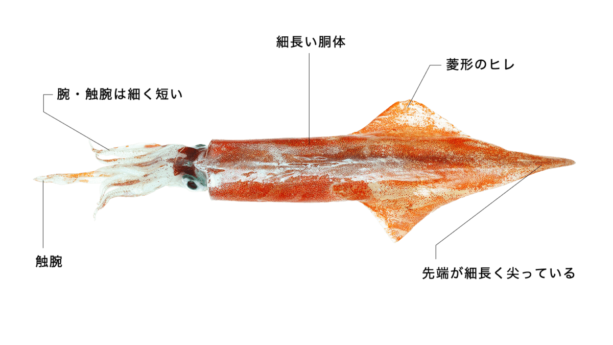 油絵 ヤリイカ sddefault.jpg