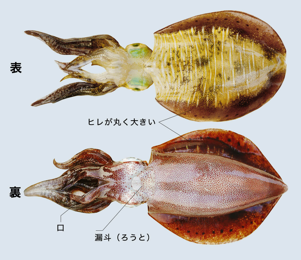 アオリイカの表裏の写真