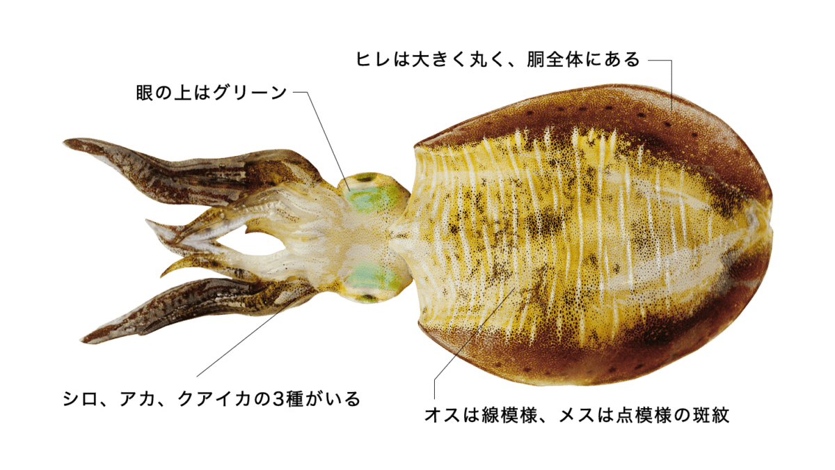 アオリイカ 【障泥烏賊】の特徴・生態、食べ方や旬、料理を徹底解説